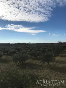 POLJOPRIVREDNO ZEMLJIŠTE S UHODANIM POSLOM U MASLINARSTVU, LEPURI - BENKOVAC nekretnina za prodaju